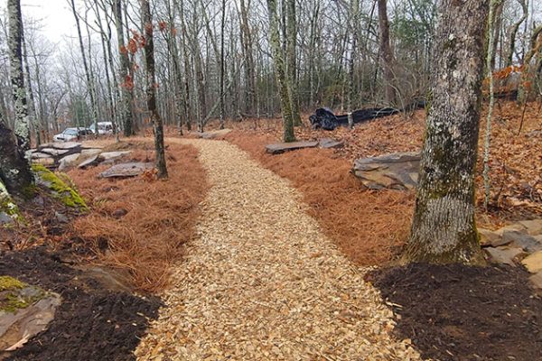 pathway through woods